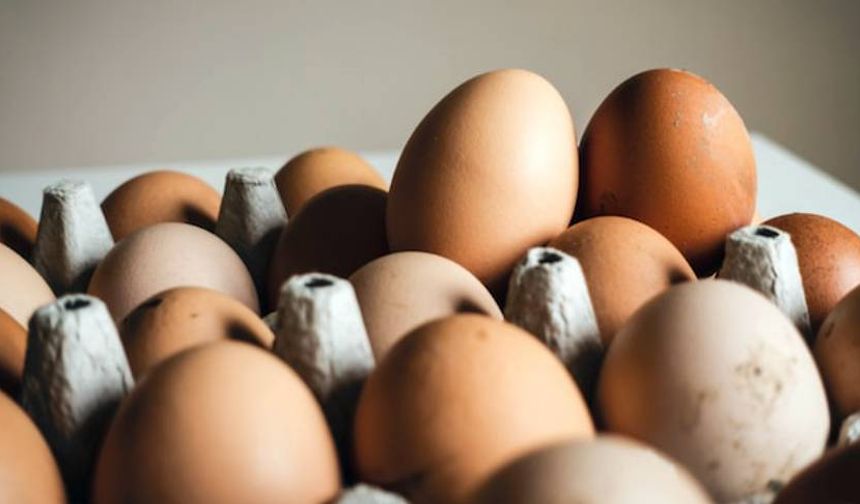 Fransa’da yumurtalar Salmonella şüphesiyle toplatılıyor