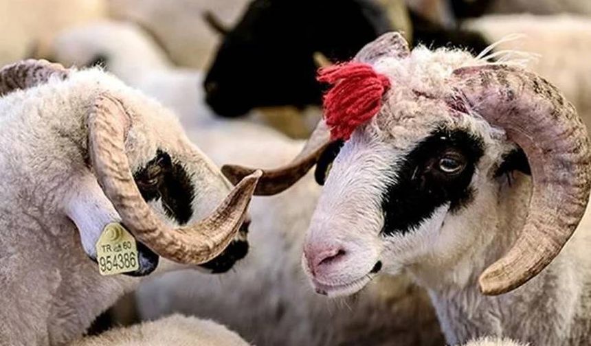 Türkiye ve yurt dışında 2025 vekaletle kurban bedeli ne kadar?