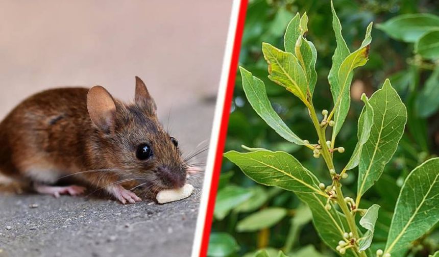 Fare ve sıçanları doğal yolla uzaklaştırmanın pratik yolu