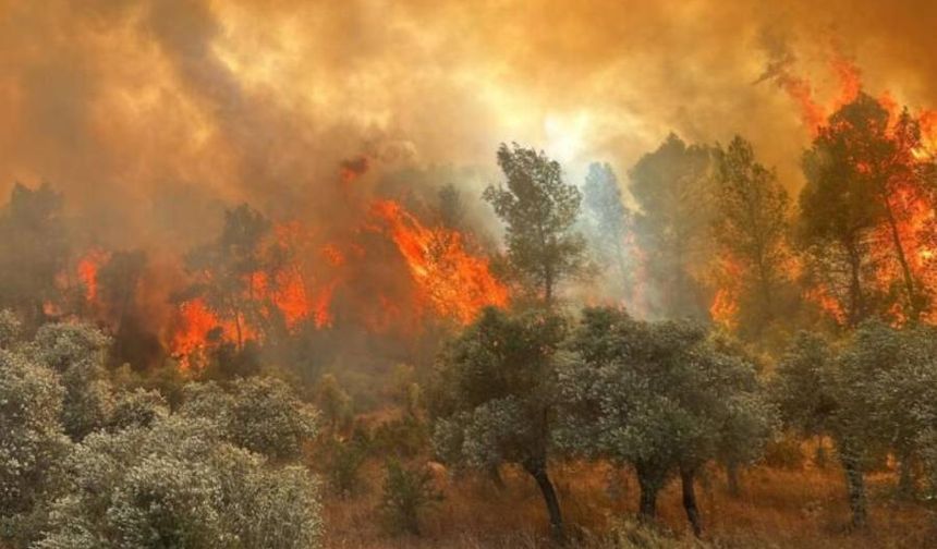 Türkiye'de beş günde 342 orman yangını çıktı