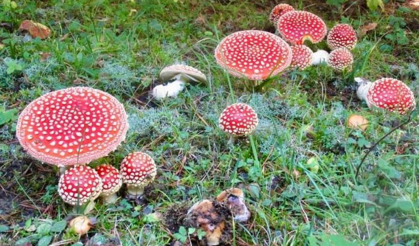 Almanya’da sık görülen 4 zehirli mantar türü