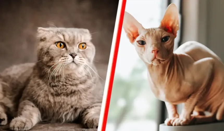 Hollanda’da 1500 euro ceza yememek için kedinize çip taktırın