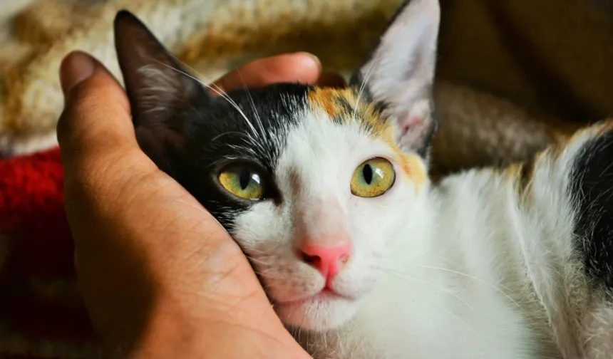 Meme kanserinde yeni umut: Kediler insanlarla aynı hatalı geni taşıyor