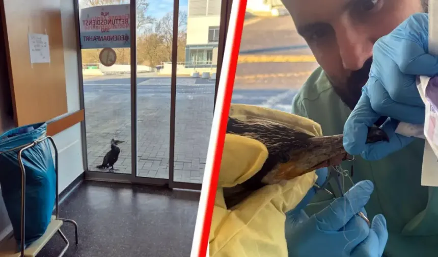 Almanya’da yaralı karabatak hastane kapısını gagalayarak yardım istedi