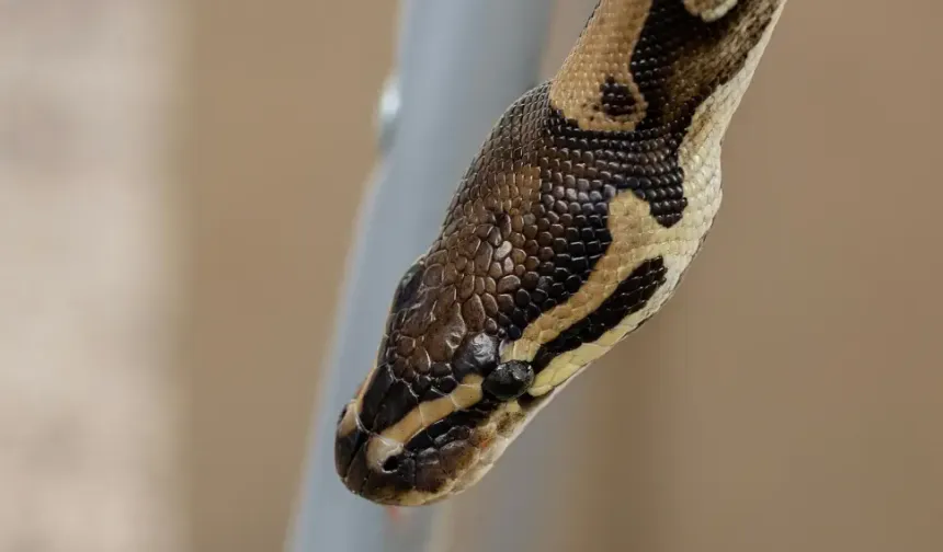 Hollanda’da sosyal konutta 60 piton yılanı besleyen adam evden atıldı