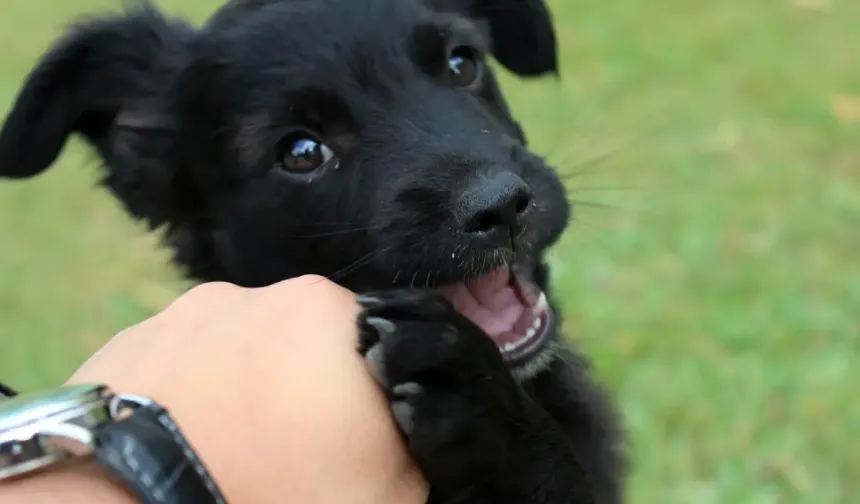 Hamburg'da barınaktan sahiplenilen köpekler için vergi muafiyeti