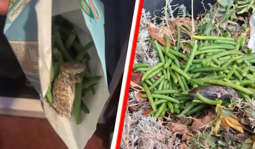 Hollanda’da dondurulmuş fasulyelerde fare bulundu, ürünler geri çekildi