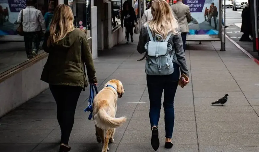 Hollanda’da köpek sahiplenmek isteyenlere zorunlu eğitim