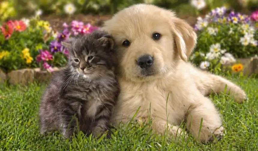 Avrupa Birliği’nde kedi ve köpeklere çip zorunluluğu getirildi