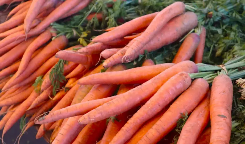 Fransa’da Lidl’de satılan organik havuçlar aşırı kimyasal nedeniyle geri çağrıldı