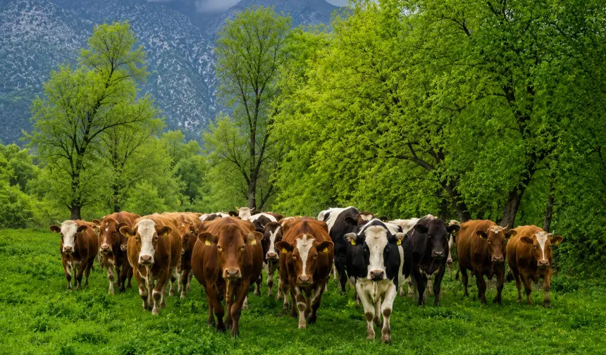 Avusturya’da inek sürüsünün saldırısına uğrayan kadın hayatını kaybetti
