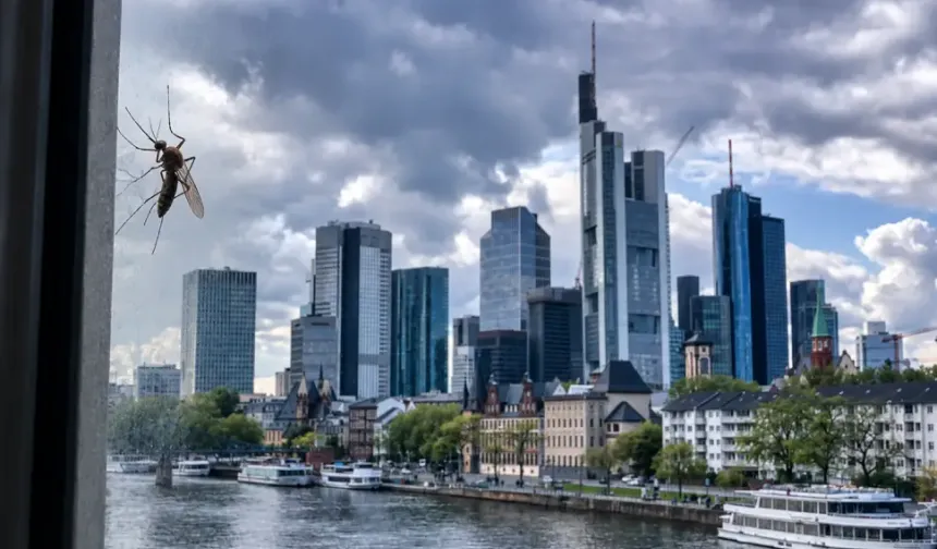 Almanya’nın Frankfurt kentinde sıtma alarmı