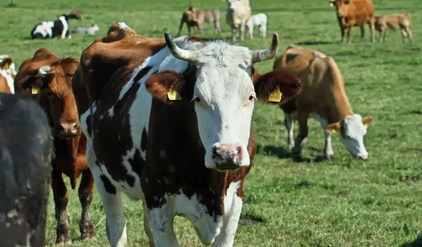 Hollanda’da çiftçilere sıkı azot kuralları getiren ilk bölge Gelderland oldu