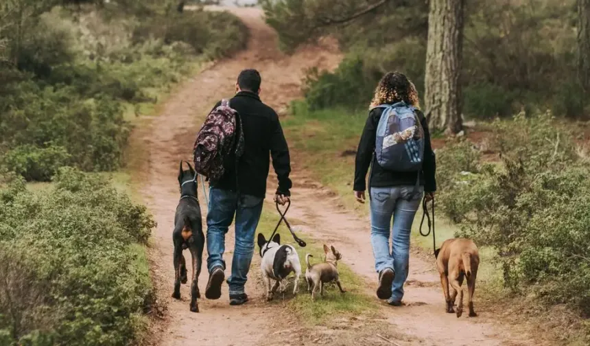 Hollanda’da ısırma riski taşıyan köpeklerin sahiplerine zorunlu kurs geliyor