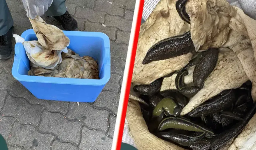 Macaristan sınırında Türk sürücünün aracında 3 binden fazla sülük bulundu