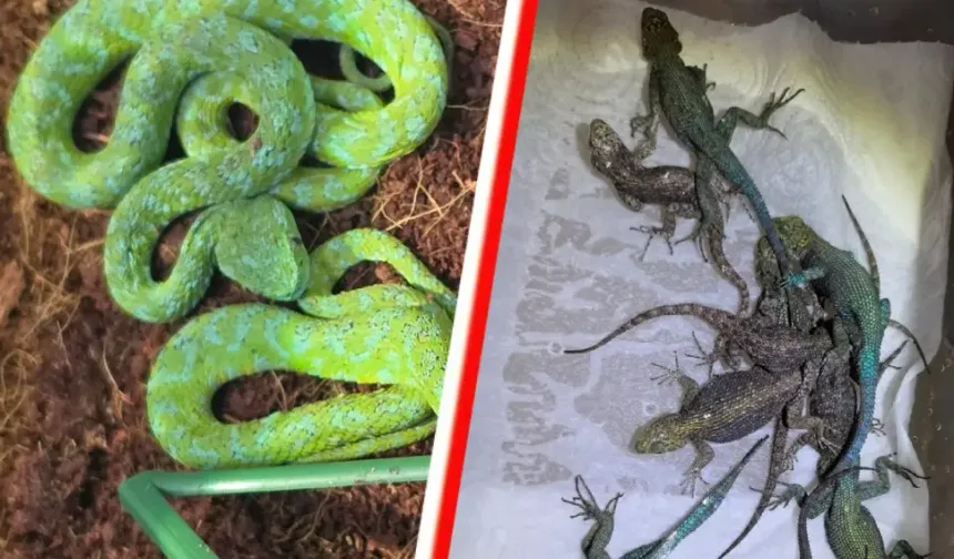 Almanya'da valizden 37 canlı zehirli yılan ve 55 kertenkele çıktı