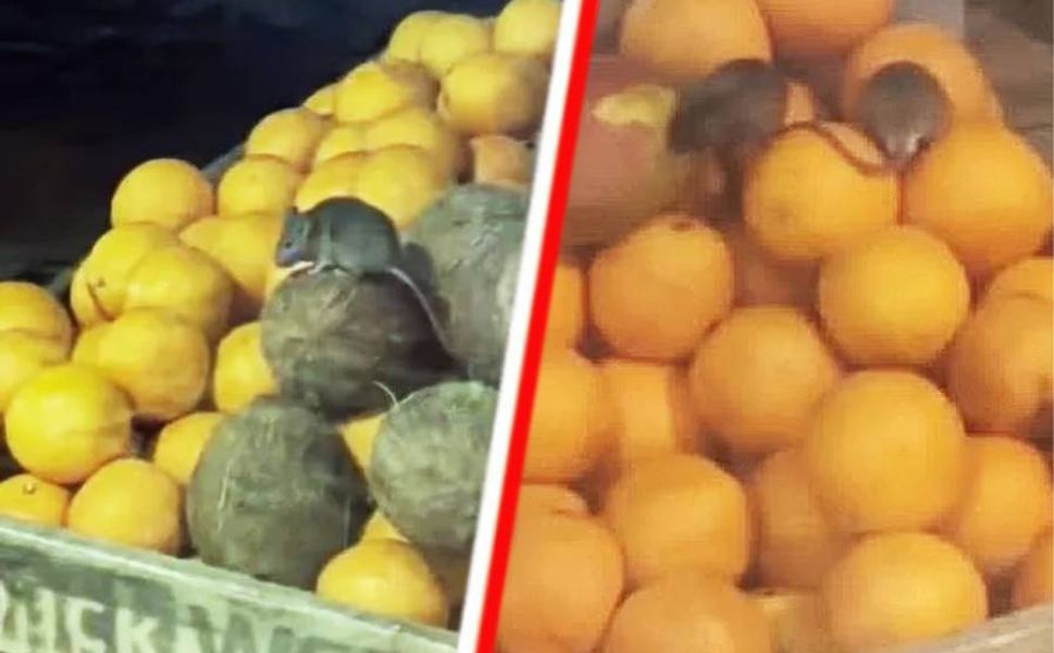 Hollanda’da fare ve hamam böceği alarmı: Çok sayıda restoran kapatıldı