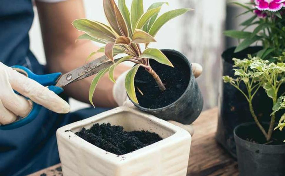 Banyodaki nemi ve küfü önleyen 5 etkili bitki