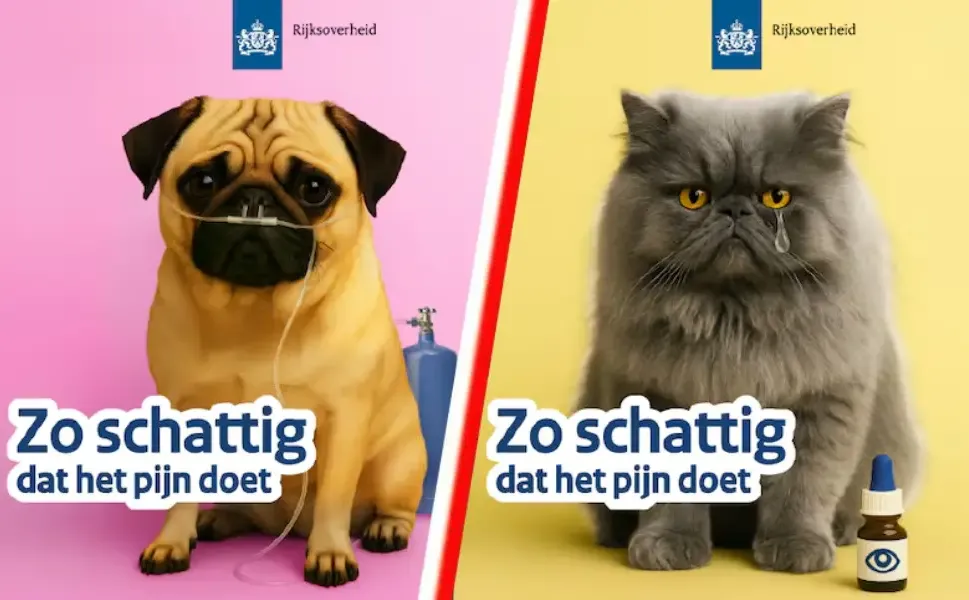 Hollanda’da bakanlıktan uyarı: Sahiplenmeden önce iyi düşün