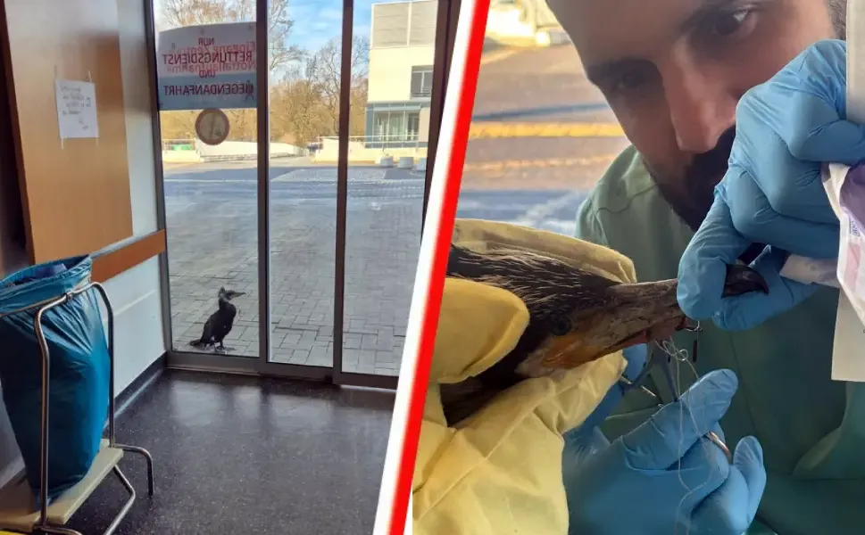 Almanya’da yaralı karabatak hastane kapısını gagalayarak yardım istedi