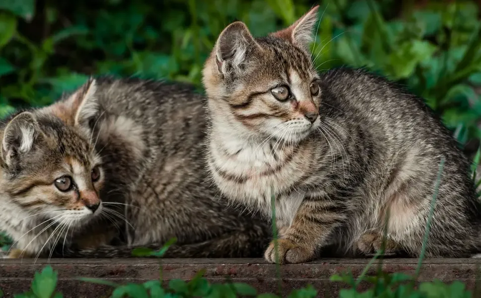 Hollanda’da hayvanları işkenceyle öldüren 19 yaşındaki genç kıza zorunlu TBS