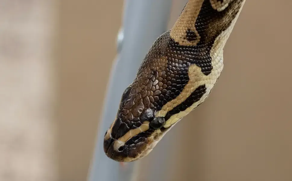 Hollanda’da sosyal konutta 60 piton yılanı besleyen adam evden atıldı