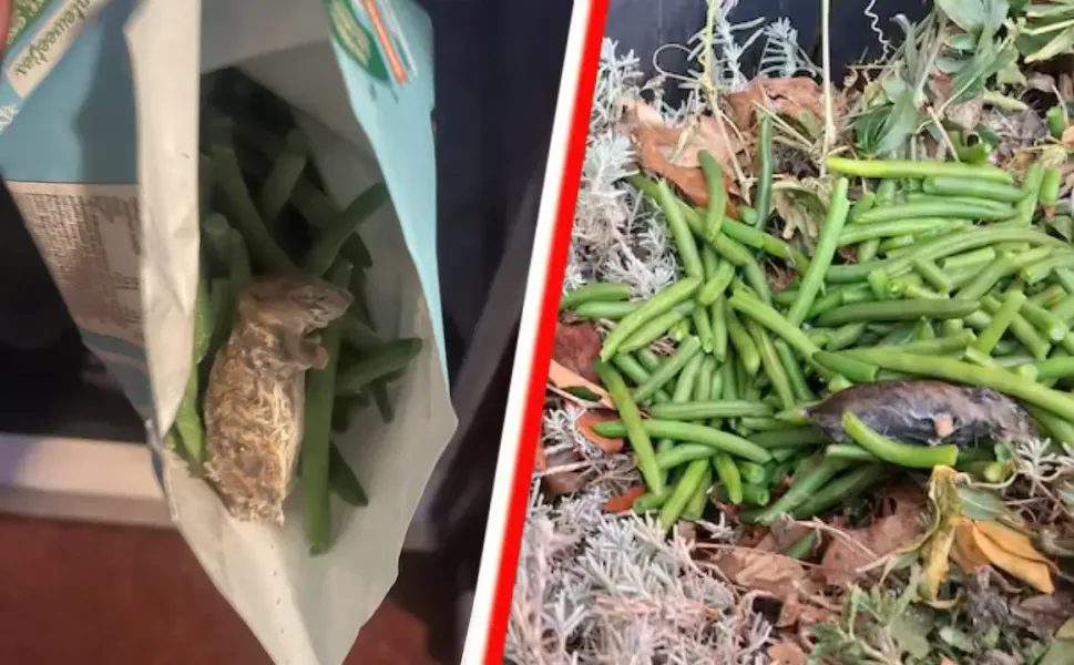 Hollanda’da dondurulmuş fasulyelerde fare bulundu, ürünler geri çekildi