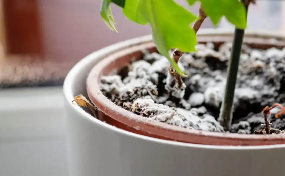 Ev bitkilerindeki küfe karşı mutfaktan doğal çözüm