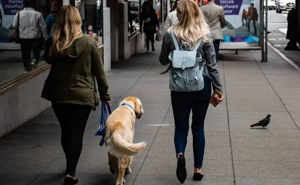 Hollanda’da köpek sahiplenmek isteyenlere zorunlu eğitim