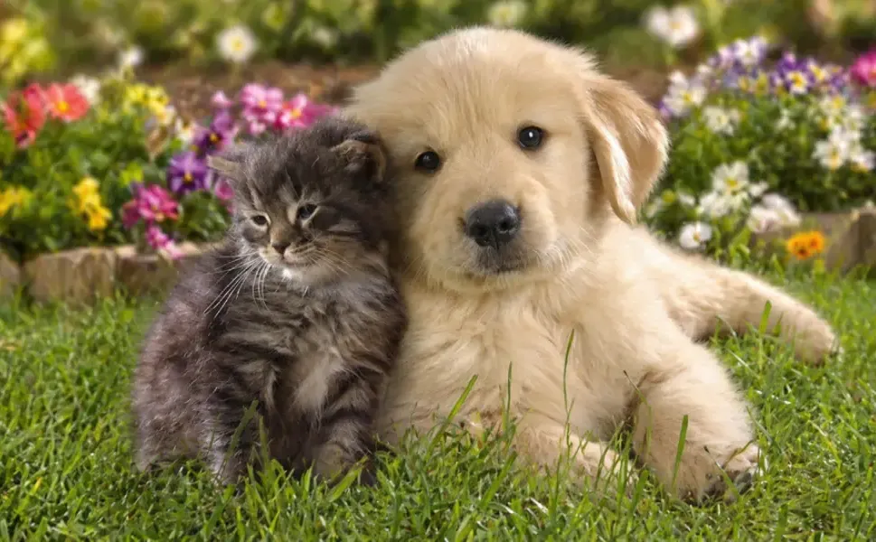 Avrupa Birliği’nde kedi ve köpeklere çip zorunluluğu getirildi