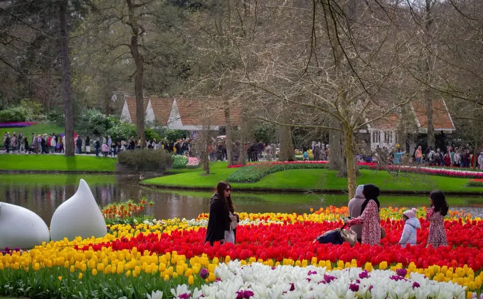 Hollanda’nın en büyük lale bahçesi Keukenhof 77’nci kez kapılarını açtı