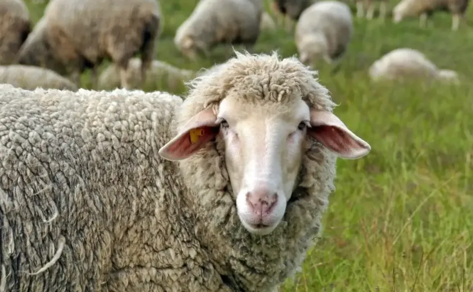 Hollanda Diyanet Vakfı 2026 vekâletle kurban bedelini açıkladı