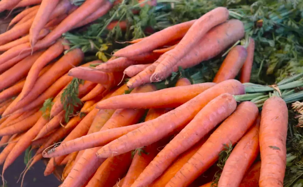 Fransa’da Lidl’de satılan organik havuçlar aşırı kimyasal nedeniyle geri çağrıldı