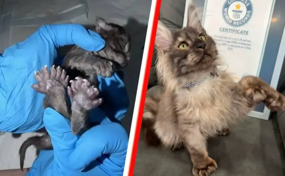 Erebus Anomaly adlı kedi 29 parmağıyla dünya rekoru kırdı