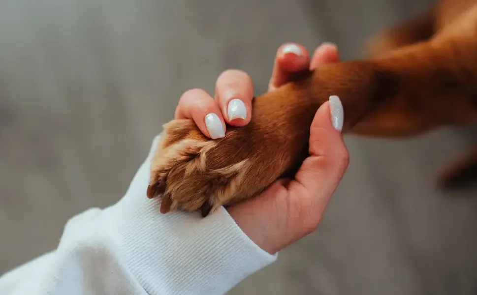 Hollanda’da aynı parkta gezdirilen 4 köpek öldü: Zehirlenme şüphesi araştırılıyor