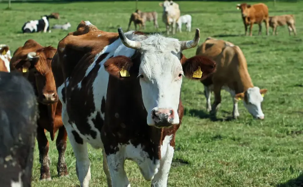 Hollanda’da çiftçilere sıkı azot kuralları getiren ilk bölge Gelderland oldu