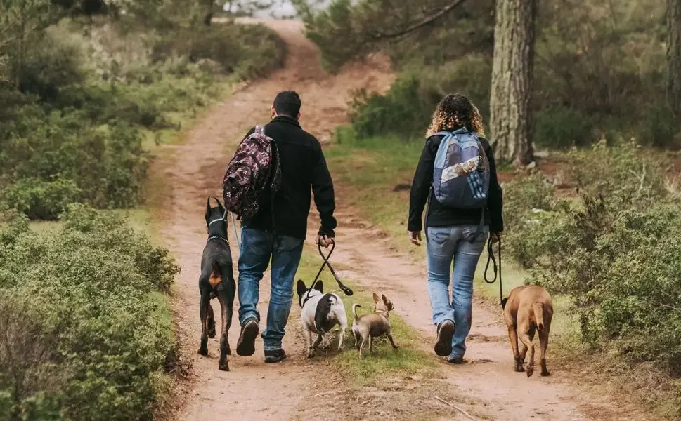 Hollanda’da ısırma riski taşıyan köpeklerin sahiplerine zorunlu kurs geliyor