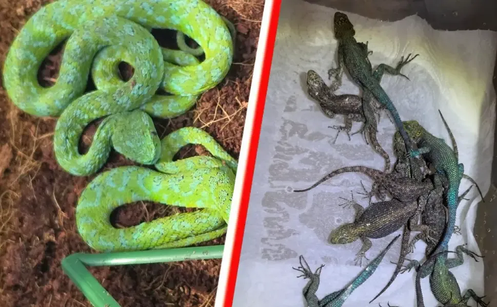 Almanya'da valizden 37 canlı zehirli yılan ve 55 kertenkele çıktı