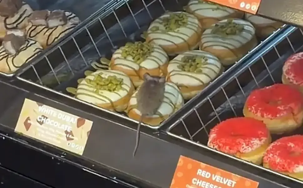 Hollanda'da donut mağazasının vitrininde görülen fare gündem oldu