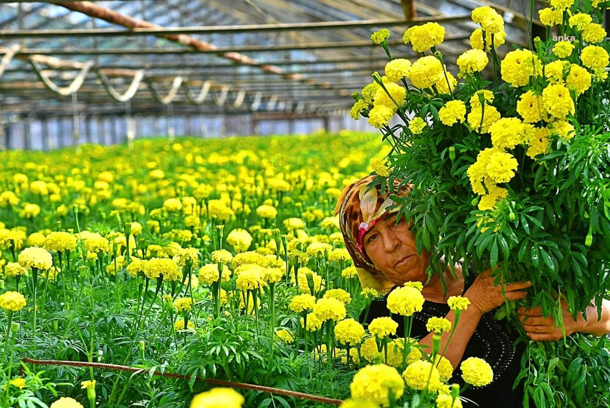 İzmirli Çiçek Üreticileri Hollanda Borsası'nda