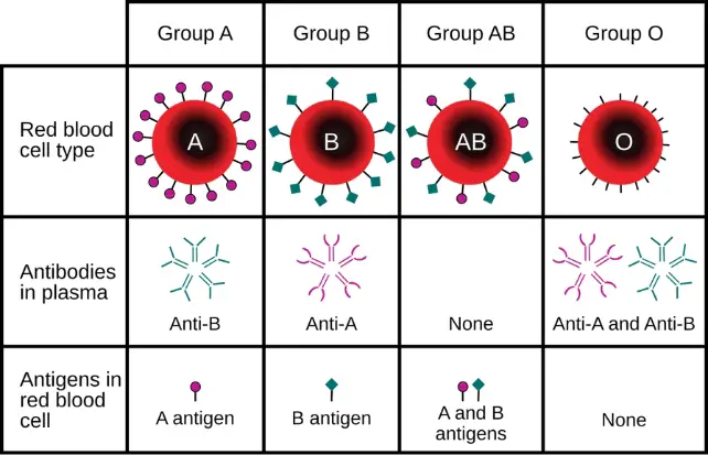 Major Blood Types Chart642