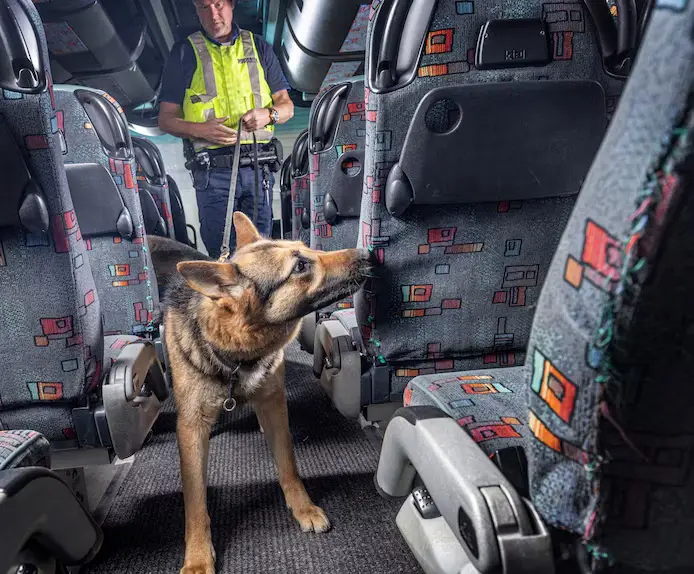De Douane Zet Speurhonden In Bij Controles