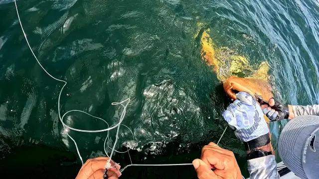 Turuncu Köpek Balığı 01