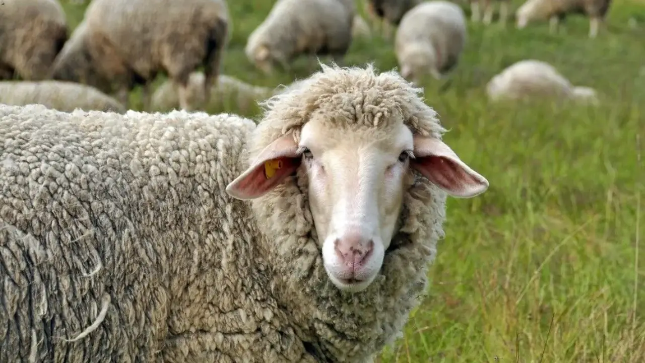 Hollanda Diyanet Vakfı 2026 vekâletle kurban bedelini açıkladı