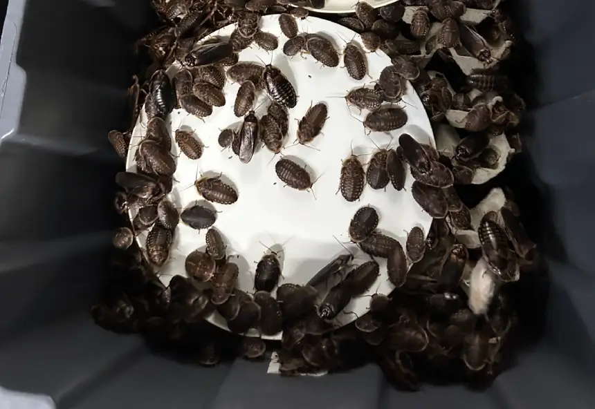 Dubia Cockroaches 1