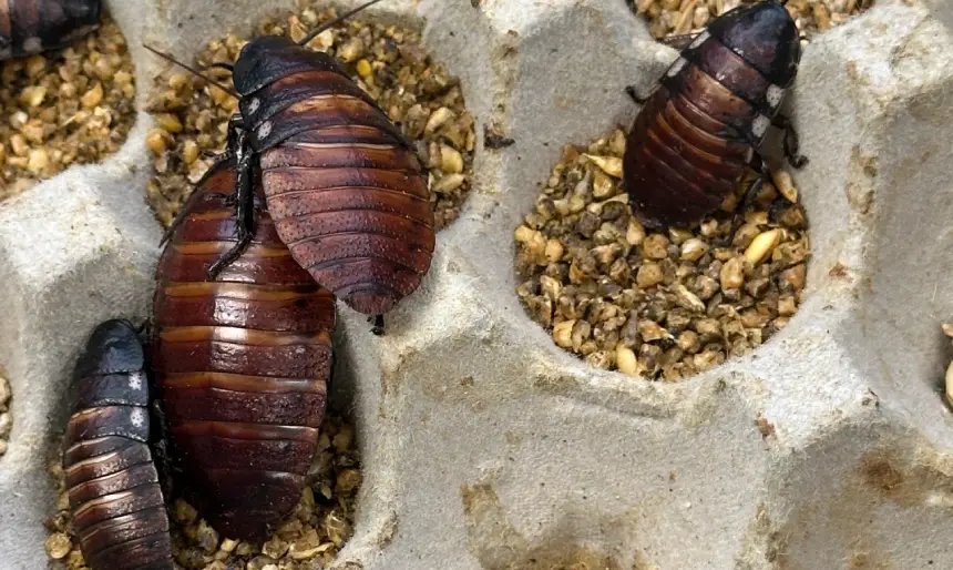 Madagascar Hissing Cockroach 3