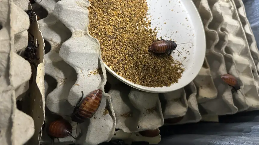 Madagascar Hissing Cockroach 4