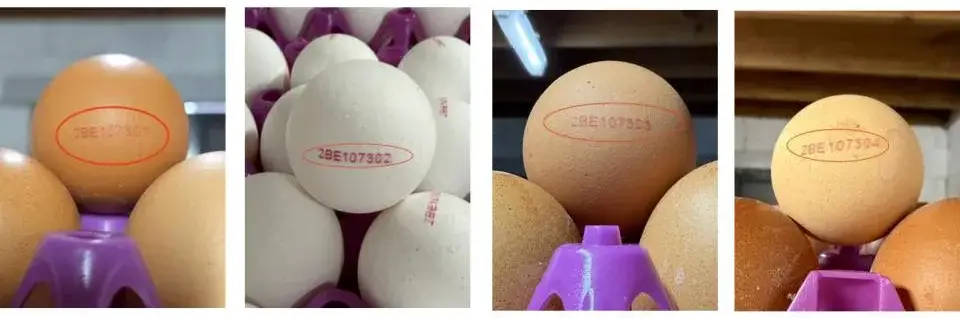 Belçika'da Salmonella Yumurta