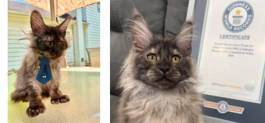 Kedi-1