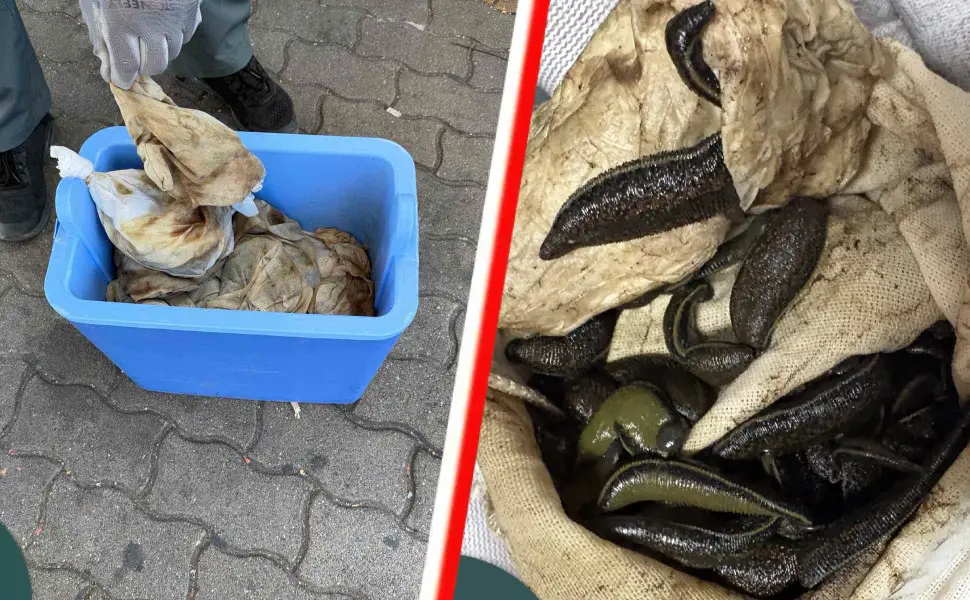 Macaristan sınırında Türk sürücünün aracında 3 binden fazla sülük bulundu